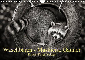 Waschbären – Maskierte Gauner (Wandkalender 2023 DIN A4 quer) von Selzer,  Klaus-Peter