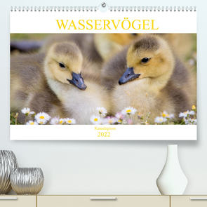 Wasservögel – Kanadagänse (Premium, hochwertiger DIN A2 Wandkalender 2022, Kunstdruck in Hochglanz) von pixs:sell