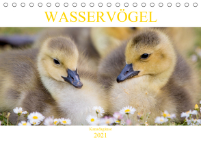 Wasservögel – Kanadagänse (Tischkalender 2021 DIN A5 quer) von pixs:sell