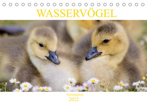 Wasservögel – Kanadagänse (Tischkalender 2022 DIN A5 quer) von pixs:sell