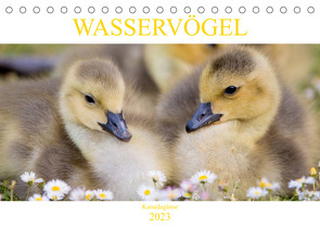 Wasservögel – Kanadagänse (Tischkalender 2023 DIN A5 quer) von pixs:sell