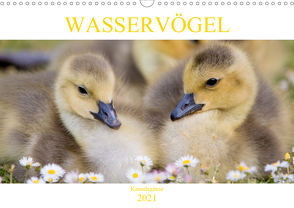 Wasservögel – Kanadagänse (Wandkalender 2021 DIN A3 quer) von pixs:sell