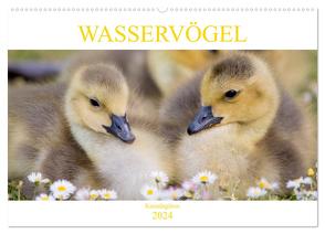 Wasservögel – Kanadagänse (Wandkalender 2024 DIN A2 quer), CALVENDO Monatskalender von pixs:sell,  pixs:sell