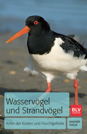 Wasservögel und Strandvögel von Thiede,  Walther