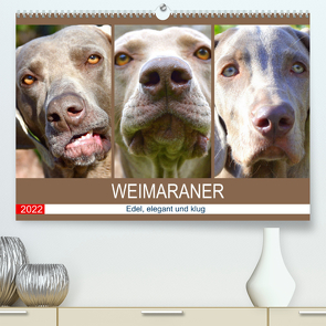 Weimaraner. Edel, elegant und klug (Premium, hochwertiger DIN A2 Wandkalender 2022, Kunstdruck in Hochglanz) von Hurley,  Rose