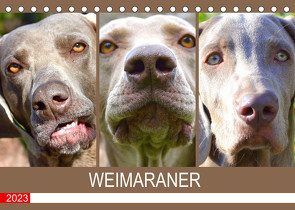 Weimaraner. Edel, elegant und klug (Tischkalender 2023 DIN A5 quer) von Hurley,  Rose