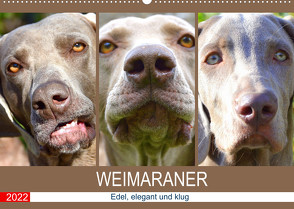 Weimaraner. Edel, elegant und klug (Wandkalender 2022 DIN A2 quer) von Hurley,  Rose