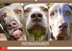 Weimaraner. Edel, elegant und klug (Wandkalender 2023 DIN A2 quer) von Hurley,  Rose