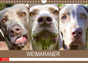 Weimaraner. Edel, elegant und klug (Wandkalender 2023 DIN A4 quer) von Hurley,  Rose