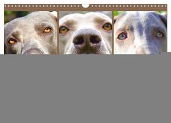 Weimaraner. Edel, elegant und klug (Wandkalender 2024 DIN A3 quer), CALVENDO Monatskalender von Hurley,  Rose