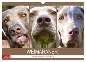 Weimaraner. Edel, elegant und klug (Wandkalender 2024 DIN A3 quer), CALVENDO Monatskalender von Hurley,  Rose