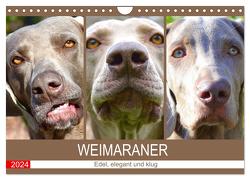 Weimaraner. Edel, elegant und klug (Wandkalender 2024 DIN A4 quer), CALVENDO Monatskalender von Hurley,  Rose