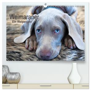 Weimaraner – Ein Welpenjahr (hochwertiger Premium Wandkalender 2024 DIN A2 quer), Kunstdruck in Hochglanz von Kaltenegger,  Ira