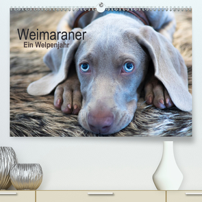 Weimaraner – Ein Welpenjahr (Premium, hochwertiger DIN A2 Wandkalender 2021, Kunstdruck in Hochglanz) von Kaltenegger,  Ira