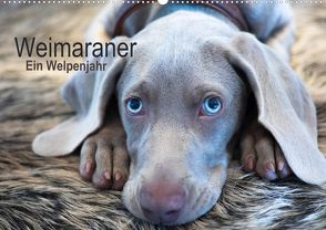 Weimaraner – Ein Welpenjahr (Premium, hochwertiger DIN A2 Wandkalender 2022, Kunstdruck in Hochglanz) von Kaltenegger,  Ira