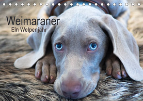 Weimaraner – Ein Welpenjahr (Tischkalender 2023 DIN A5 quer) von Kaltenegger,  Ira