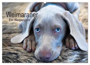 Weimaraner – Ein Welpenjahr (Wandkalender 2024 DIN A2 quer), CALVENDO Monatskalender von Kaltenegger,  Ira