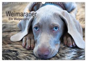 Weimaraner – Ein Welpenjahr (Wandkalender 2024 DIN A3 quer), CALVENDO Monatskalender von Kaltenegger,  Ira