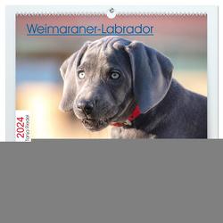 Weimaraner-Labrador (hochwertiger Premium Wandkalender 2024 DIN A2 quer), Kunstdruck in Hochglanz von Riedel,  Tanja