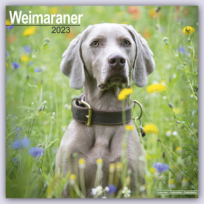 Weimaraner – Weimaraner 2023 – 16-Monatskalender