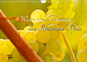 Wein- und Rebsorten aus Rheinland-Pfalz (Wandkalender 2022 DIN A4 quer) von Eberlein,  Andreas, Kärcher,  Markus