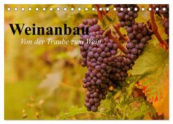 Weinanbau. Von der Traube zum Wein (Tischkalender 2024 DIN A5 quer), CALVENDO Monatskalender von Stanzer,  Elisabeth
