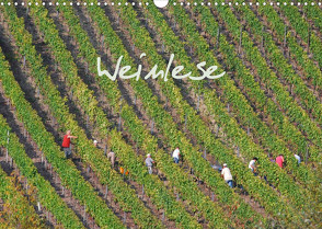 Weinlese (Wandkalender 2022 DIN A3 quer) von v.d. Lese,  Hans