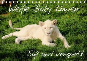 Weiße Baby Löwen – Süß und verspielt (Tischkalender 2019 DIN A5 quer) von Colista,  Christian