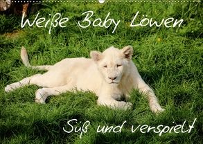 Weiße Baby Löwen – Süß und verspielt (Wandkalender 2018 DIN A2 quer) von Colista,  Christian