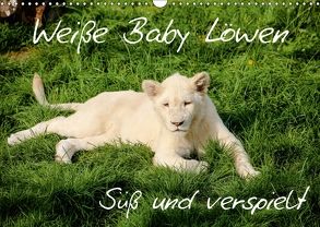 Weiße Baby Löwen – Süß und verspielt (Wandkalender 2018 DIN A3 quer) von Colista,  Christian