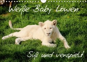 Weiße Baby Löwen – Süß und verspielt (Wandkalender 2018 DIN A4 quer) von Colista,  Christian