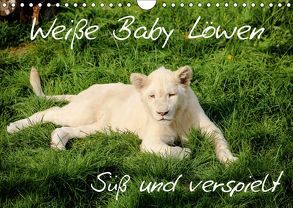 Weiße Baby Löwen – Süß und verspielt (Wandkalender 2019 DIN A4 quer) von Colista,  Christian