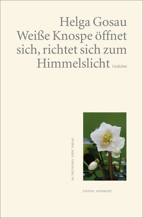 Weiße Knospe öffnet sich, richtet sich zum Himmelslicht von Gosau,  Helga