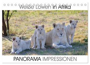 Weiße Löwen in Afrika PANORAMA IMPRESSIONEN (Tischkalender 2024 DIN A5 quer), CALVENDO Monatskalender von Fraatz,  Barbara