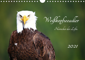 Weißkopfseeadler. Herrscher der Lüfte. 2021 (Wandkalender 2021 DIN A4 quer) von Anders,  Holm