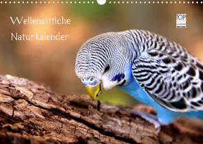 Wellensittiche – Naturkalender (Wandkalender 2023 DIN A3 quer) von Bergmann,  Björn