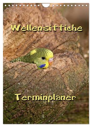 Wellensittiche Terminplaner (Wandkalender 2024 DIN A4 hoch), CALVENDO Monatskalender von Berg,  Martina