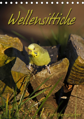 Wellensittiche (Tischkalender 2020 DIN A5 hoch) von Berg,  Martina