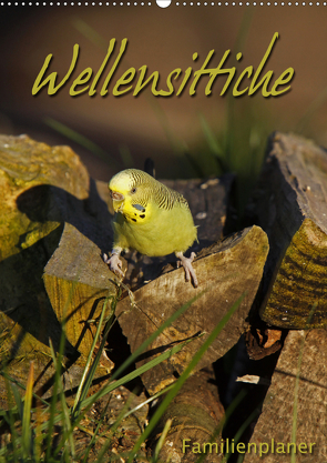 Wellensittiche (Wandkalender 2021 DIN A2 hoch) von Berg,  Martina