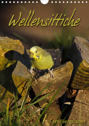 Wellensittiche (Wandkalender 2021 DIN A4 hoch) von Berg,  Martina