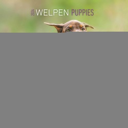 Welpen 2024 – Broschürenkalender 30×30 cm (30×60 geöffnet) – Kalender mit Platz für Notizen – Puppies – Hundekalender – Bildkalender – Wandkalender