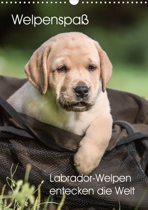 Welpenspaß – Labrador Welpen entdecken die Welt (Wandkalender 2020 DIN A3 hoch) von Pelzer (Pelzer-Photography),  Claudia