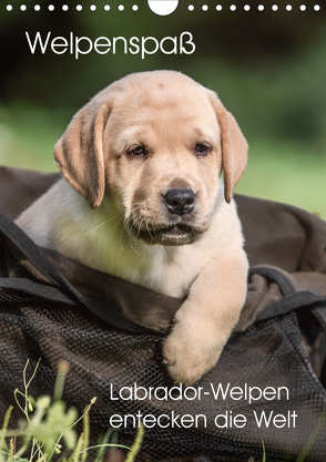 Welpenspaß – Labrador Welpen entdecken die Welt (Wandkalender 2020 DIN A4 hoch) von Pelzer (Pelzer-Photography),  Claudia