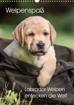 Welpenspaß – Labrador Welpen entdecken die Welt (Wandkalender 2022 DIN A3 hoch) von Pelzer (Pelzer-Photography),  Claudia