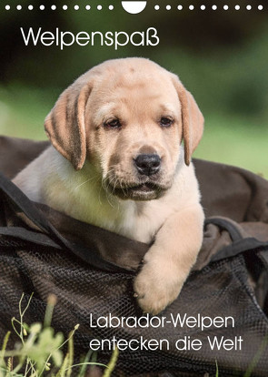 Welpenspaß – Labrador Welpen entdecken die Welt (Wandkalender 2022 DIN A4 hoch) von Pelzer (Pelzer-Photography),  Claudia