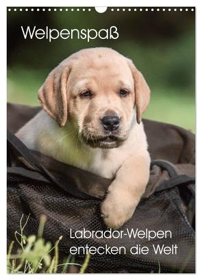 Welpenspaß – Labrador Welpen entdecken die Welt (Wandkalender 2024 DIN A3 hoch), CALVENDO Monatskalender von Pelzer (Pelzer-Photography),  Claudia