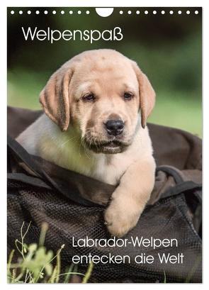 Welpenspaß – Labrador Welpen entdecken die Welt (Wandkalender 2024 DIN A4 hoch), CALVENDO Monatskalender von Pelzer (Pelzer-Photography),  Claudia