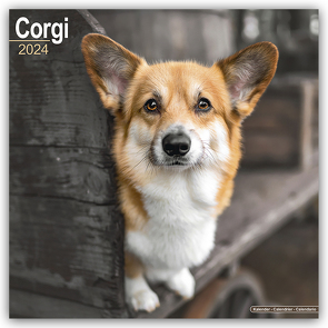 Welsh Corgi 2024 – 16-Monatskalender