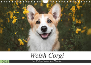 Welsh Corgi – Der Kobold unter den Hunden (Wandkalender 2022 DIN A4 quer) von Ahrens,  Maria