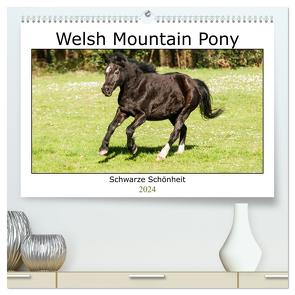 Welsh Mountain Pony – Schwarze Schönheit (hochwertiger Premium Wandkalender 2024 DIN A2 quer), Kunstdruck in Hochglanz von Bölts,  Meike